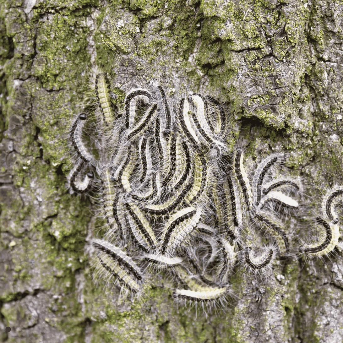 Eichenprozessionsspinner-Raupen an einem Eichenstamm, graubraune Raupen in dichten Gruppen mit seidigem Nest